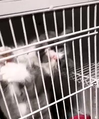 ��С���ϲ����