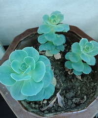 ����֪���������ʲô��