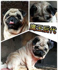 ��ͷ��ӥ��͸��ֹ�����