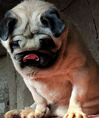 ��ͷ��ӥ��͸��ֹ�����