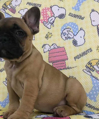 ����С����