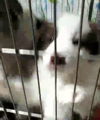 ���ȱ�������ʯ����1300һ�������ǹ���