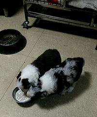 ���ȱ�������ʯ����1300һ�������ǹ���