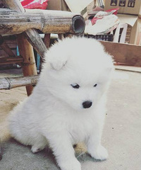 ������ĦҮ����