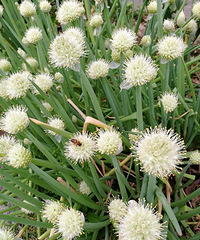 ���͵�С�۷�