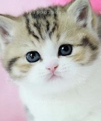 ��cѪϵ�������߼Ӱ�Ӣ���۶�è��2���´�