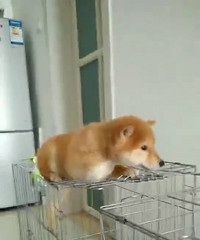 ��Ȯ�������¼�