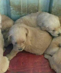 ���������ܽ�ë