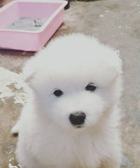 ������΢Ц��ʹ