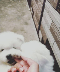 ������΢Ц��ʹ