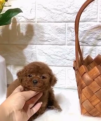 ��Ʒ��̩������