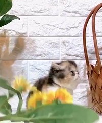 ��Ʒ����ĸ�ӷ�����