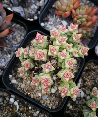 �����Ǹ�ɹ��ļ���