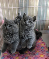 ���������Ӣ����è�ܵ��������¼ҡ����꺼