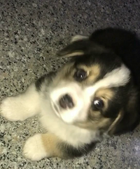 ��Ѫͳ�»���������