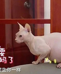 一手烂牌的霍思燕到底是怎么靠着嗯哼洗白?