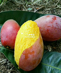 贵妃芒