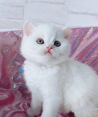 Ӣ�̵ܵ��������¼�������ɫ�ܵ�1500��