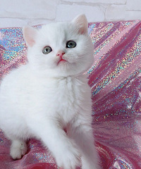 Ӣ�̵ܵ��������¼�������ɫ�ܵ�1500��