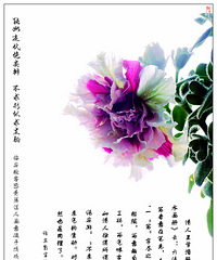娇态酣肥——一组重瓣矮牛花照片