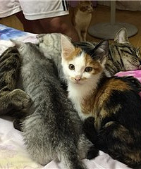 喂喂喂!你是只公猫啊 喂什么奶