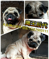 ӥ���ֹ��͸���С����