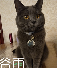 谷雨,周五,没猫病
