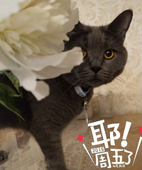 谷雨,周五,没猫病
