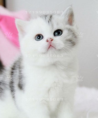 ��cѪϵ�������߼Ӱ�Ӣ���۶�è��2���´�