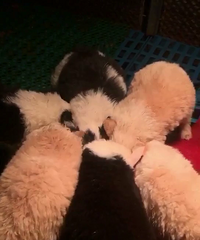 ����С��