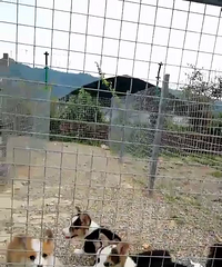 �Լҵ�˫ѪͳС�»�