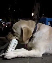 �ҵ�С�ɰ����ʹڸ����