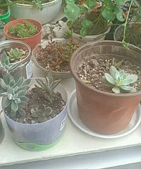 ֤��һ�¶�����