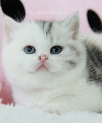 ��cѪϵ�������߼Ӱ�Ӣ���۶�è��2���´�