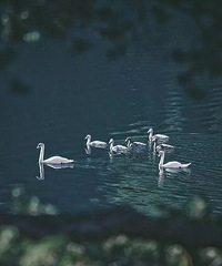 ÿ�����֣�����һ��������ÿ������������һ