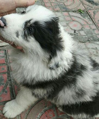 ���ﲻ���������������͹�ʿ����