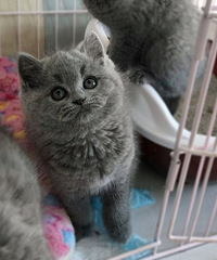 超大包子脸英短蓝猫弟弟妹妹找新家。坐标杭