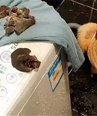 啊啊啊啊!这只死狗把我的木耳泡发了!