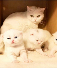 英短白色,乳色净梵纹小猫,不是全白,公母