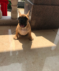 ������ȫСĸ����