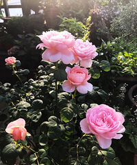 芳菲四月