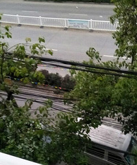 钱王大街的树都要被砍啦