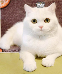 英短白色,乳色净梵纹小猫,不是全白,公母