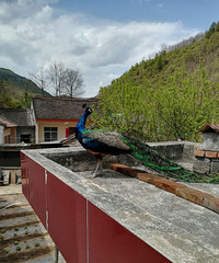 吉祥鸟