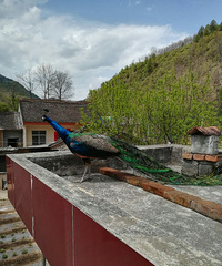 吉祥鸟