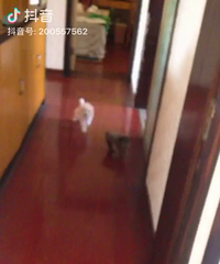 ����̩�ϳ���