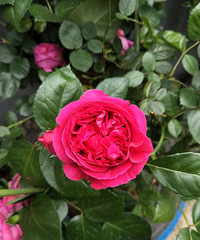 ���ǰ��¼�