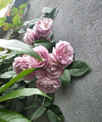 ���ǰ��¼�