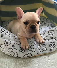 ����С����