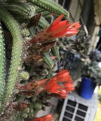 花开红艳艳,有人见过这仙人棍花吗?